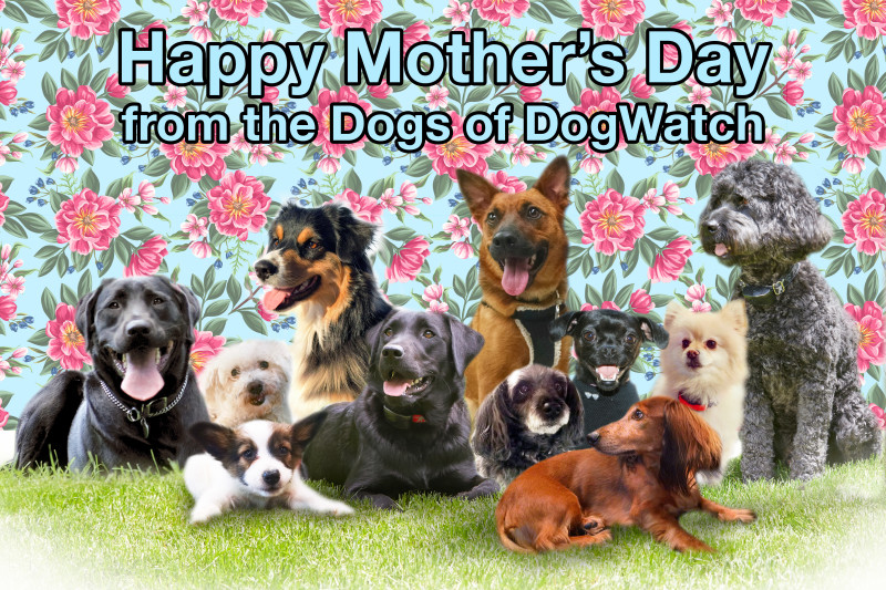 Happy Mother's Day from the Dogs of DogWatch!