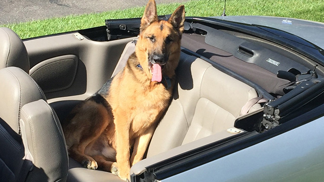 Bear the German Shepherd in the back seat of a convertible
