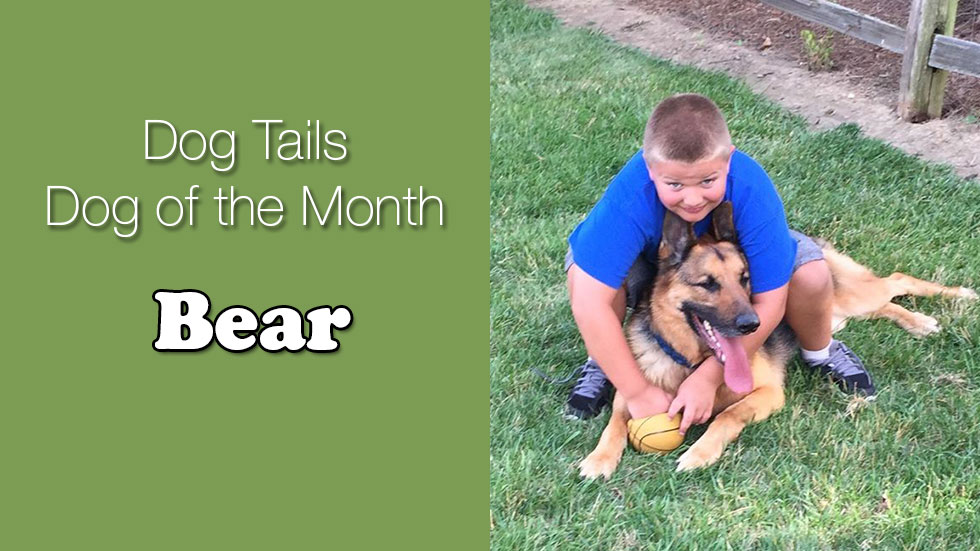 Dog Tails Dog of the Month Bear