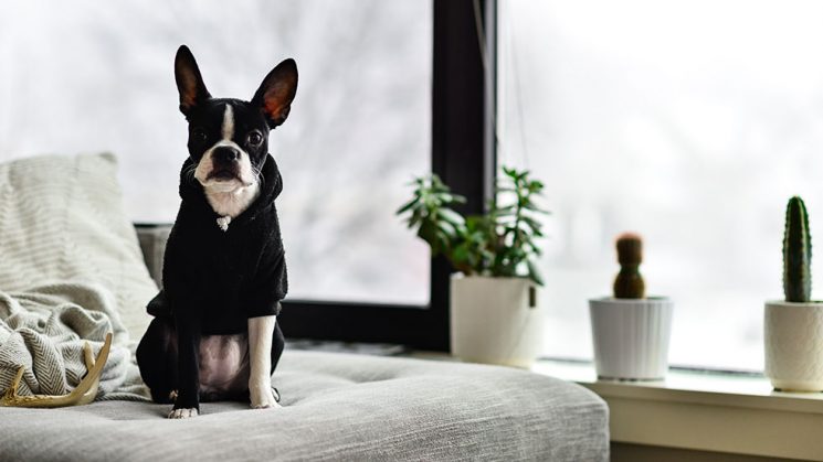 Boston Terrier on bed with cacti on the windowsill