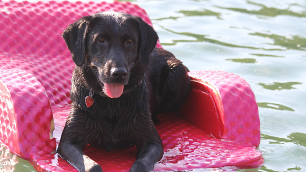 DogWatch dog Shooter the Black Lab in pink pool float