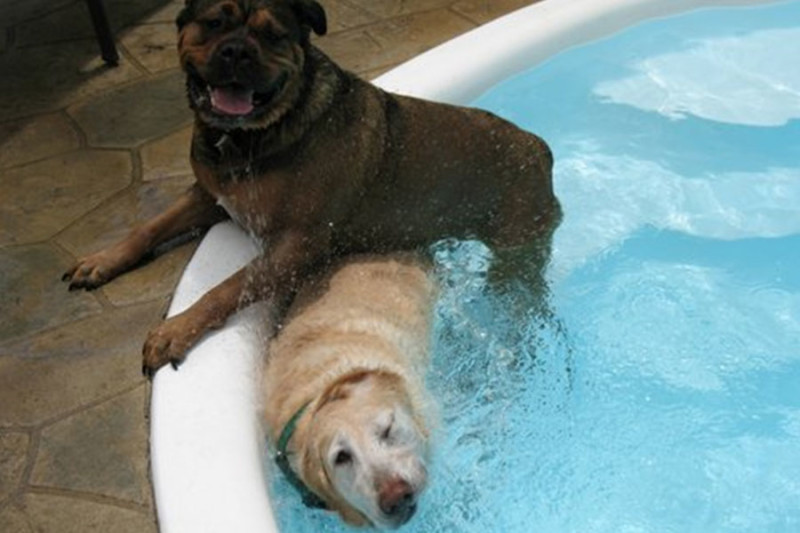DogWatch of Tampa Bay customers Kiaya and Butters love playing in the pool!