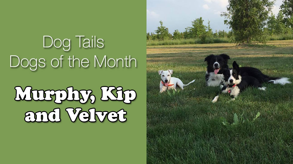 Dog Tails Dogs of the Month Murphy, Kip and Velvet