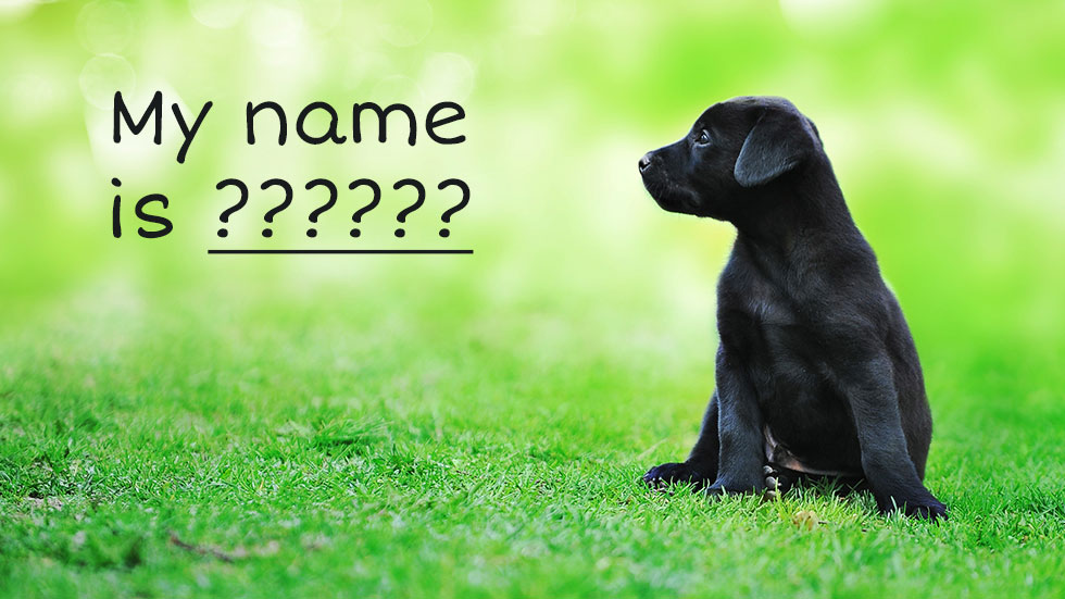 black lab puppy with no name