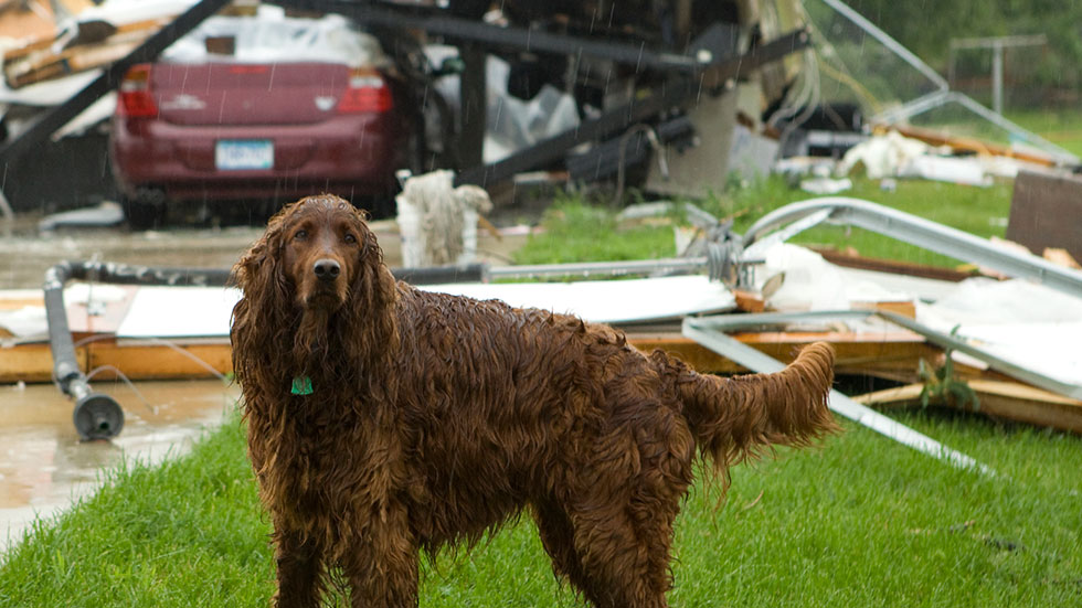 Dog in Rain After Tornado