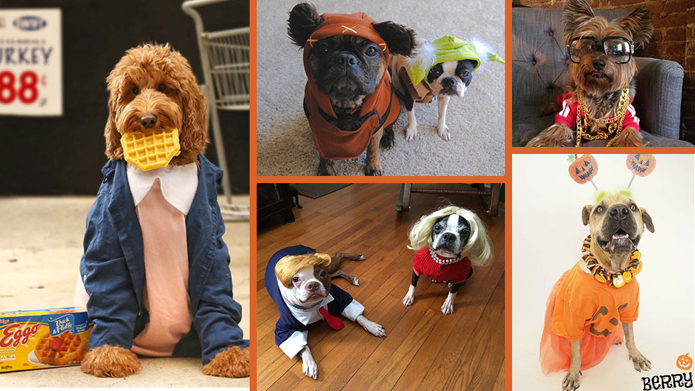Dog Halloween Costume Ideas 2016, featuring photos from Ellen Mingo Schreier, Donna Sellers, Walter F. Aparicio, Laurie Gallo Felber (Facebook), and oliverthegoldendoodle and shelterpets_az (Instagram).