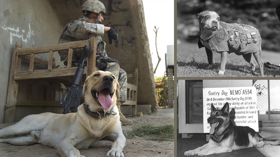 U.S. Army Spc. Kory Wiels and his military working canine Cooper (photo from The U.S. Army), Sergeant Stubby and Nemo