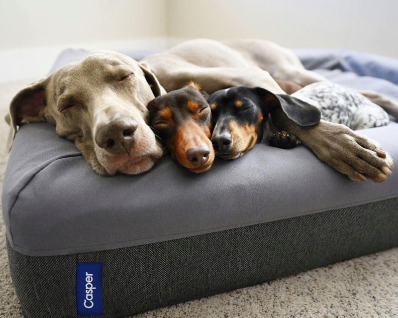 Harlow and Sage enjoy their Casper dog mattress