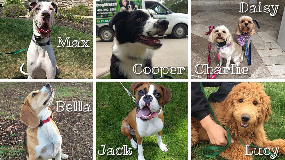 DogWatch Dogs with popular names