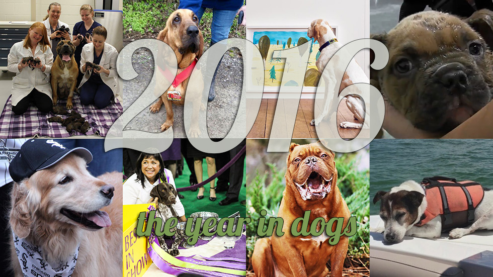 2016 Year in Dog collage