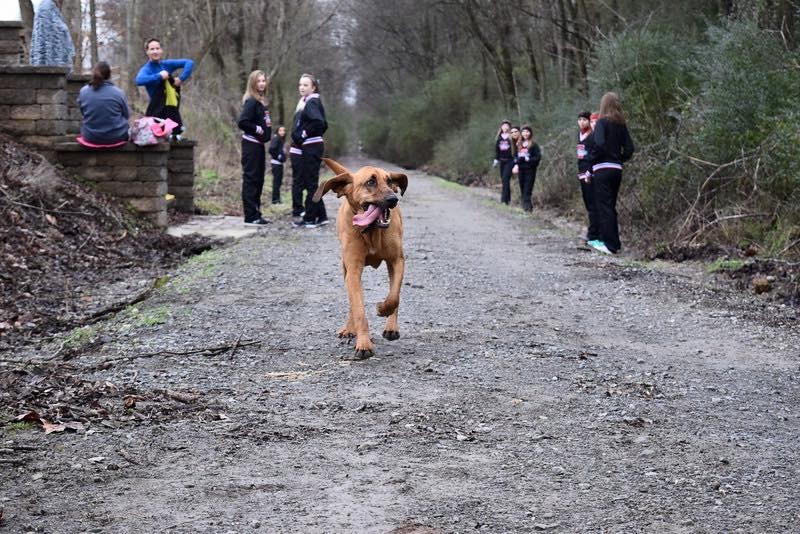 Ludivine the Bloodhound runs a half marathon in Elkmont, AL