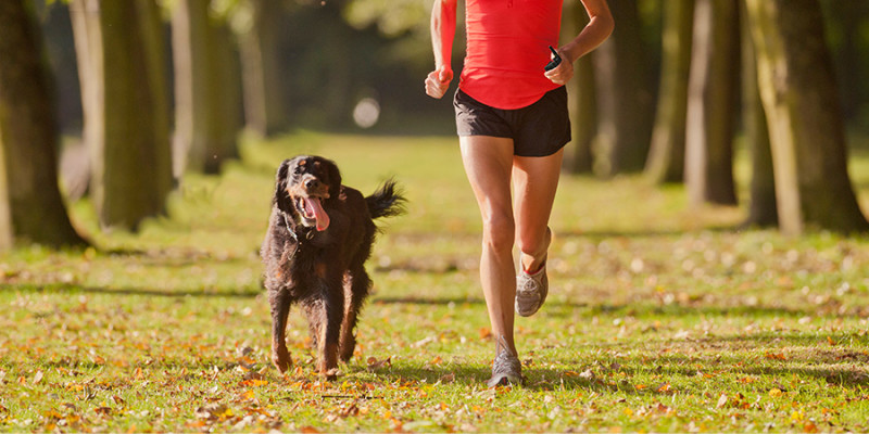Runner with Gordon Setter dog