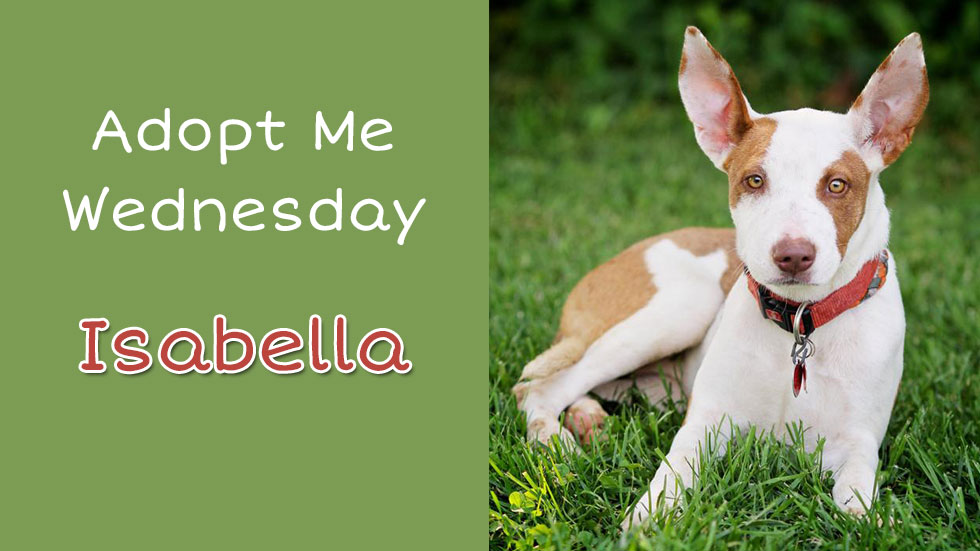 Adopt Me Wednesday - Isabella