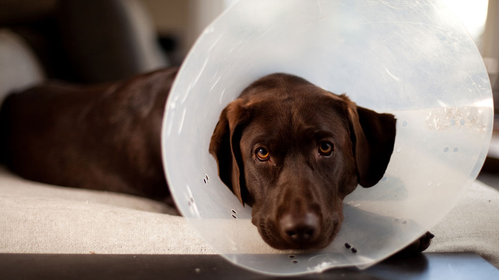 Blog-FeaturedImg-SpayDay Cone Puppy by Geoff Stearns via Flickr