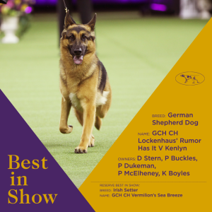 2017 Westminster Kennel Club Dog Show Best in Show winner Rumor the German Shepherd