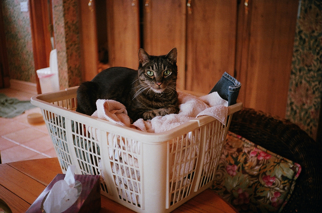 brown tabby cat in laundry basket