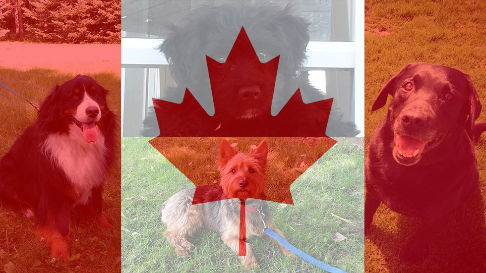 DogWatch Dogs of Canada