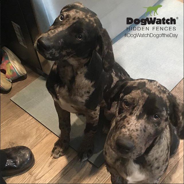 Sampson and Apollo, Lab/Catahoula Leopard Dog mixes, customers of DogWatch of Columbus