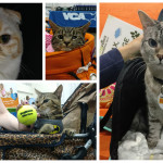 Some of the amazing cats we met at BlogPaws 2017 (clockwise from top left): Luna, Sakie, Nala, Dexter and Sophie.