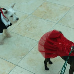 Simba the Miniature Schnauzer and Lucy wait in line to walk the red carpet on Saturday night.
