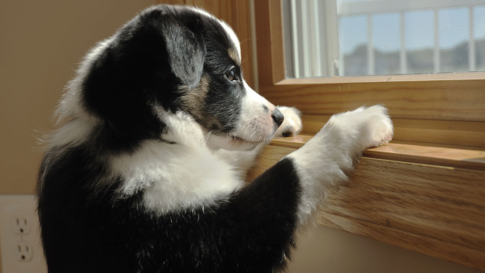 Australian Shepherd puppy looks out the window