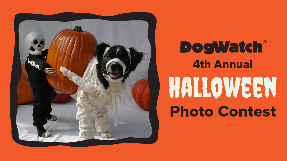 Blog-FeaturedImg-HalloweenContest17-D