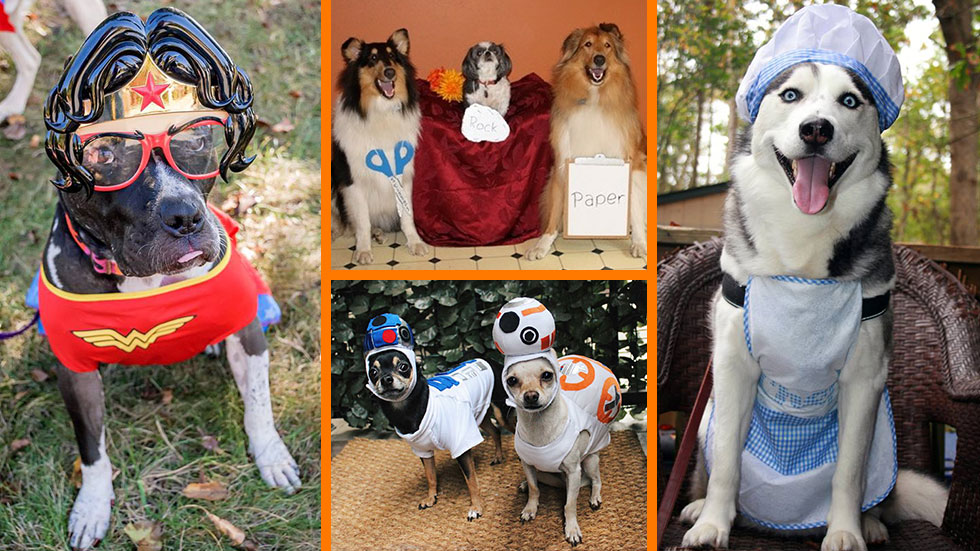 Halloween Costumes for Dogs