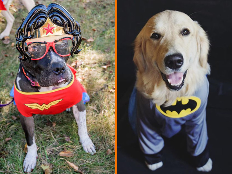 Wonder Dog and Bat Dog! (Photos by Tiffany Richburg via Facebook and GoldenWoofs via Instagram)