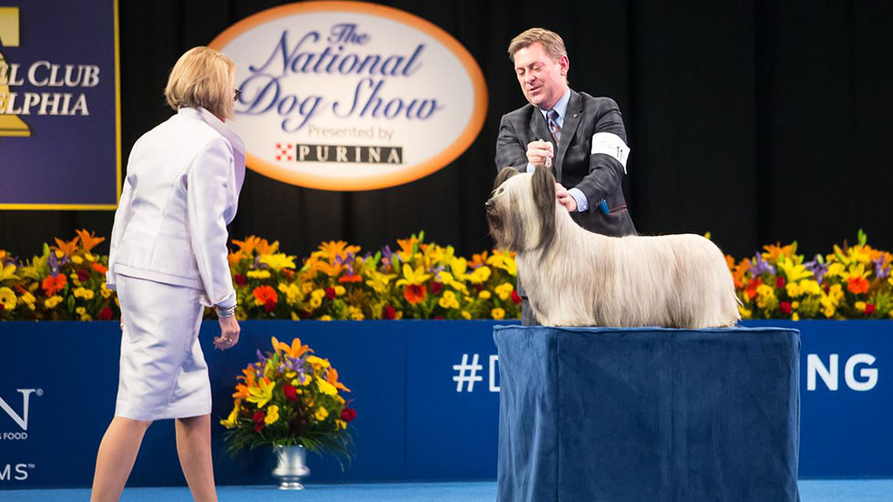 Image Credit: The Kennel Club of Philadelphia's National Dog Show Facebook Page