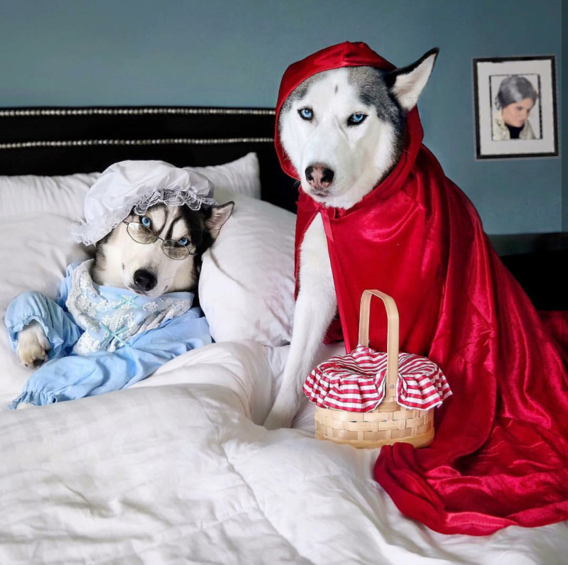 Kira and Nika the Huskies as Grandma & Red Riding Hood by 2husketeers via Instagram