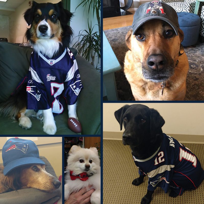 Patriots Dogs from DogWatch corporate office