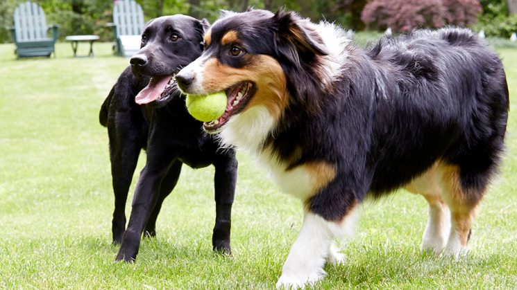 Black Lab and Australian Shepherd playing in yard with DogWatch Hidden Fence