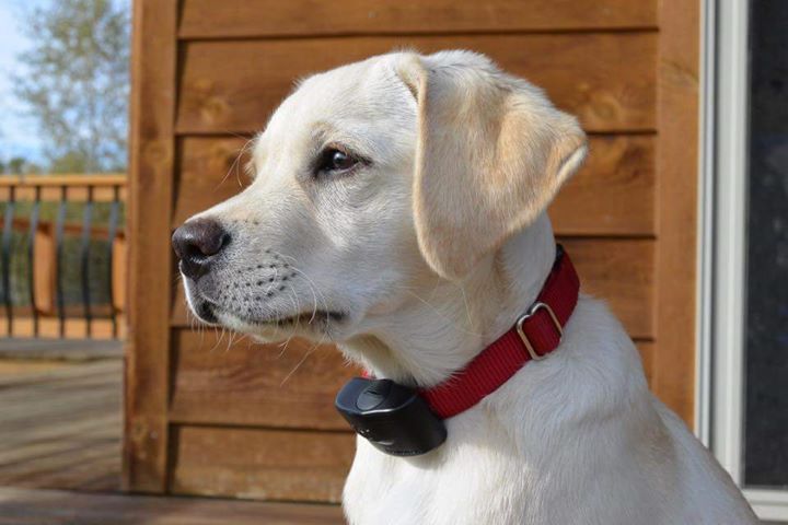 Maggie, Yellow Lab puppy, DogWatch of Montana