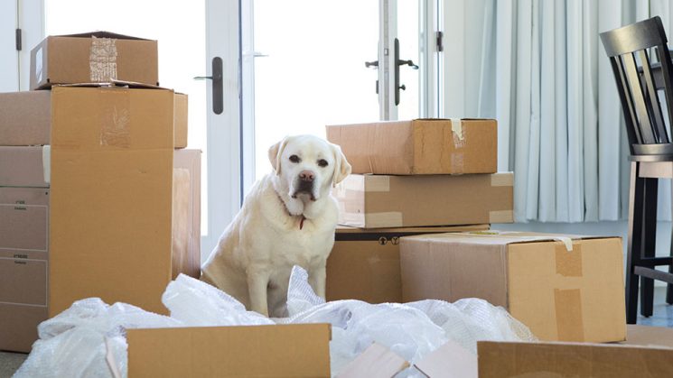 Yellow Lab sitting next to moving boxes