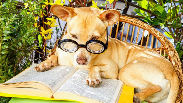 Small dog wearing glasses reading a book