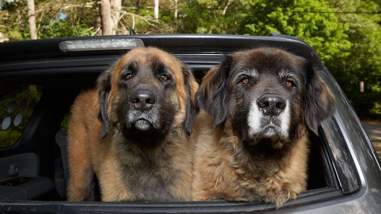 Two Leonbergers in the back of an SUV