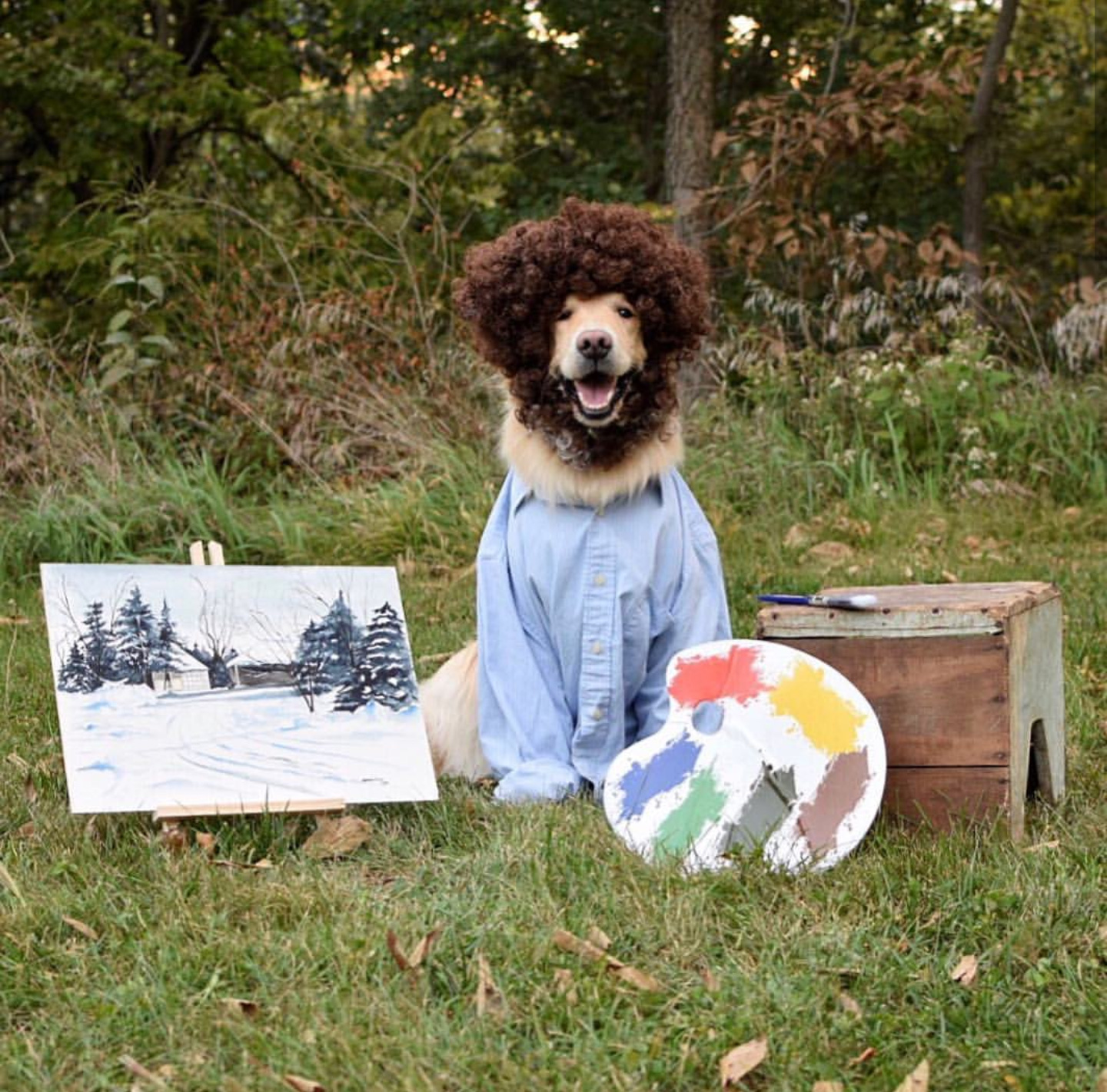 Addie the Golden Retriever as Bob Ross, photo credit thegoldensrule on Instagram