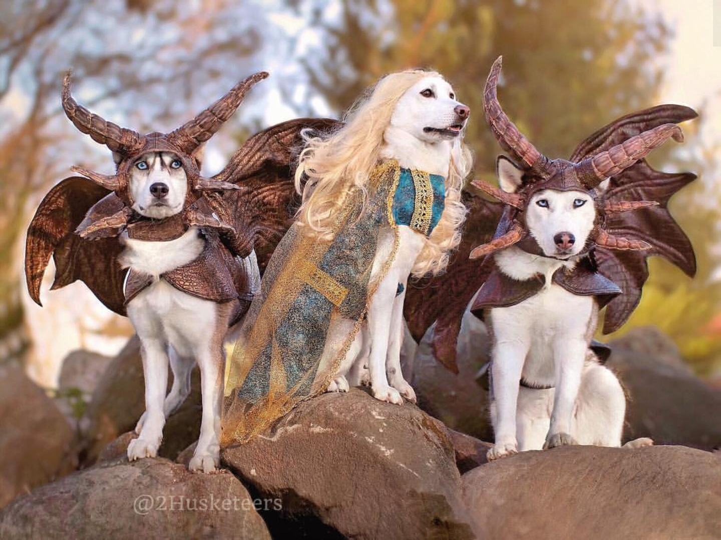 Game of Thrones dogs via 2husketeers