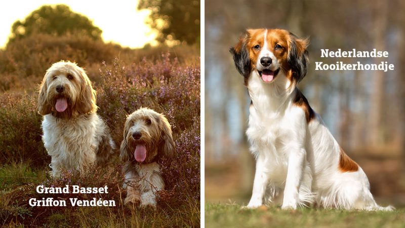 Picture of two Grand Basset Griffon Vendeen dogs and one Kooikerhondje dog