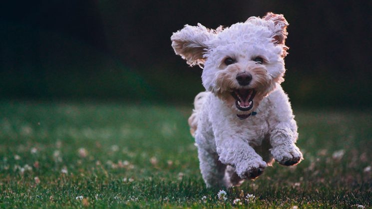 shallow focus photography of white shih tzu puppy running on the grass - Photo by Joe Caione on Unsplash