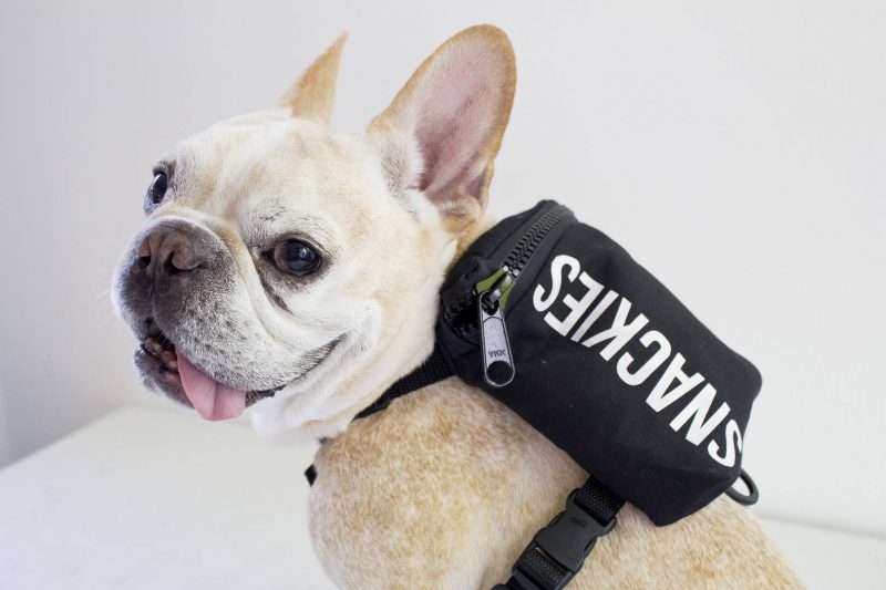 Snackies Dog Backpack Dog Harness Backpack