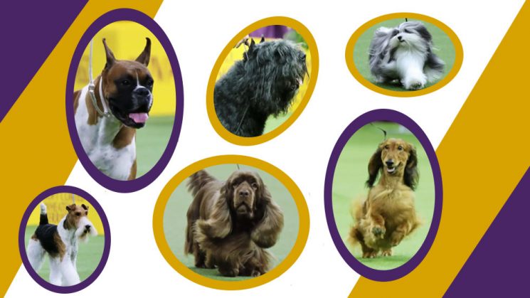 Highlights from the 2019 Westminster Kennel Club Dog Show