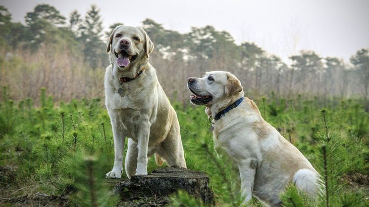 Two yellow Labrador Retrievers