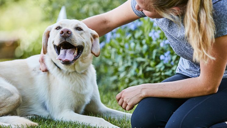 blonde young woman petting smiling yellow Labrador Retriever