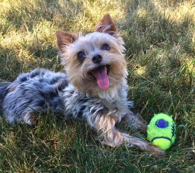 smiling Yorkshire Terrier sitting in the grass with dog toy
