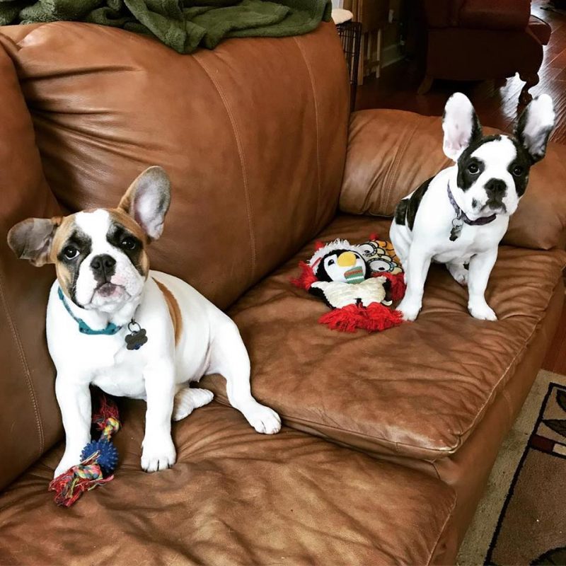 two French Bulldog puppies sitting on a leather couch