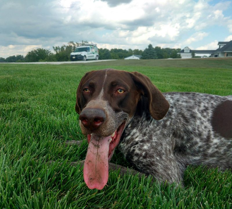 German Shorthaired Pointer sitting in grass with tongue out