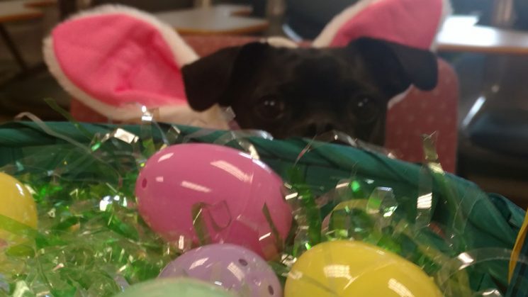 Dog staring at Easter basket with plastic eggs