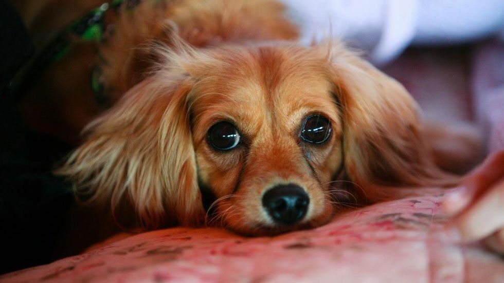 Puppy Dog Eyes are Real, and Evolved to Appeal to Humans | DogTails