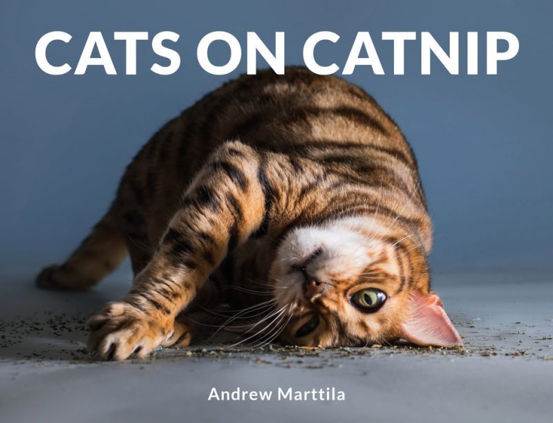 Cats on Catnip book cover